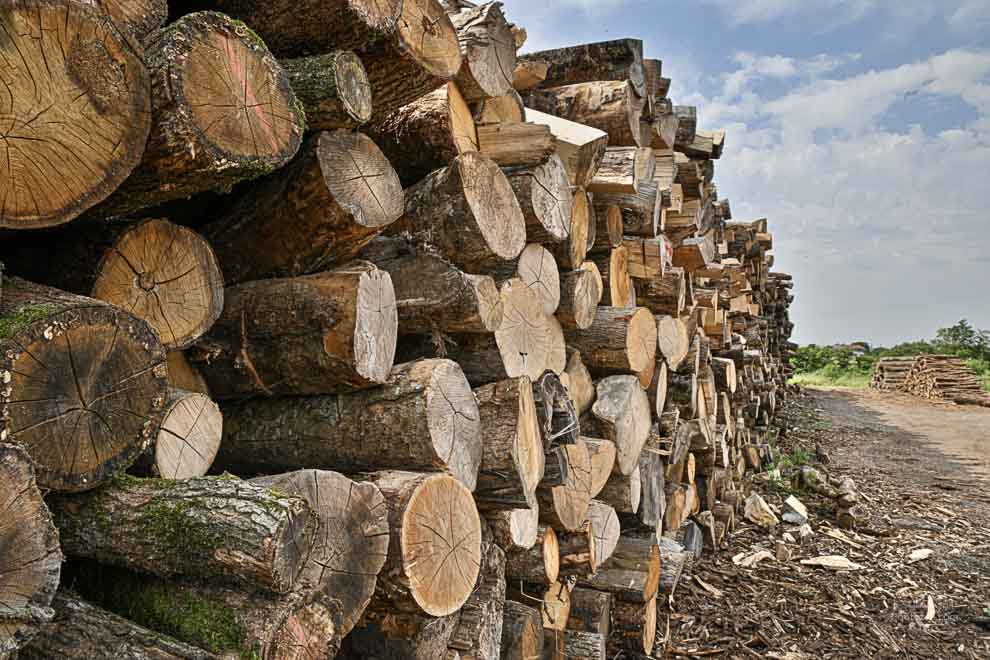 Le bois et son pouvoir calorifique